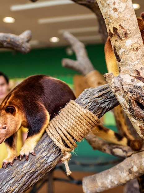 combo (save 5%): singapore zoo + breakfast in the wild-3