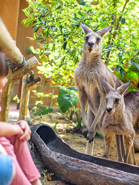 singapore zoo tickets with tram ride-6