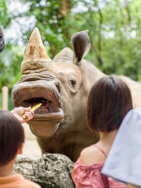 singapore zoo tickets with tram ride-3