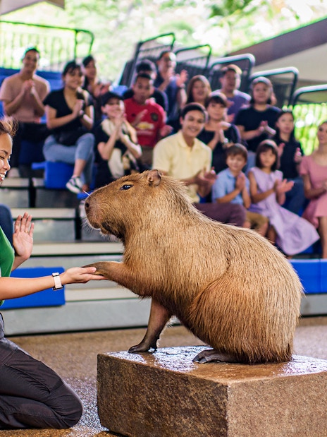 all-park hopper: singapore zoo + river wonders + night safari + bird paradise (recommended)-10