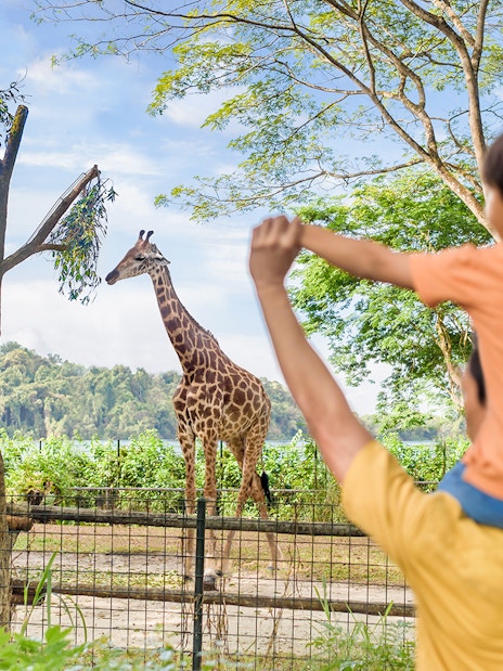 combo: singapore zoo + vip buggy tour-8