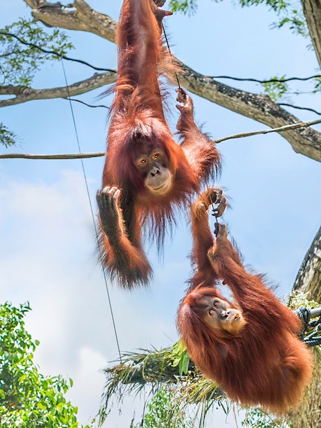 singapore zoo tickets with tram ride-7